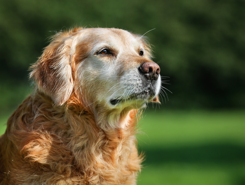 Golden retriever dog