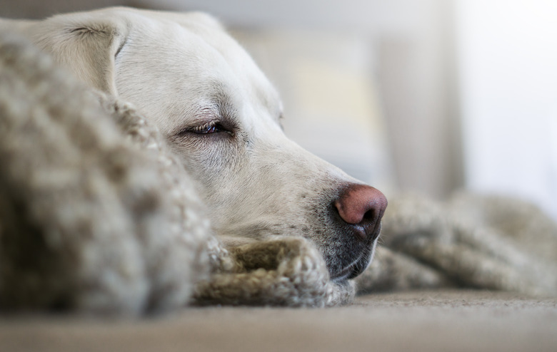 tired sleeping labrador retriever dog puppy with cute nose