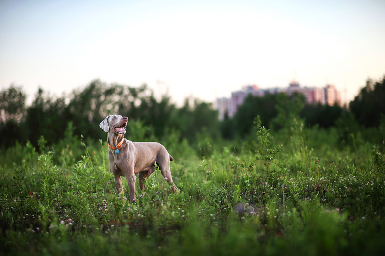 Big grey dog strolling at green beautiful meadow