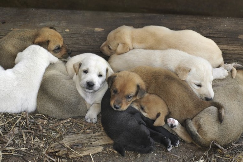 Several puppies playing