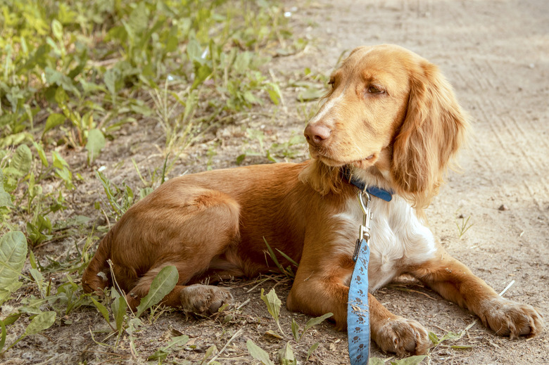 Spaniel puppy waiting for the owner at the edge of the road