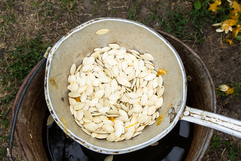 Season of harvesting pumpkin has come pumpkin seeds