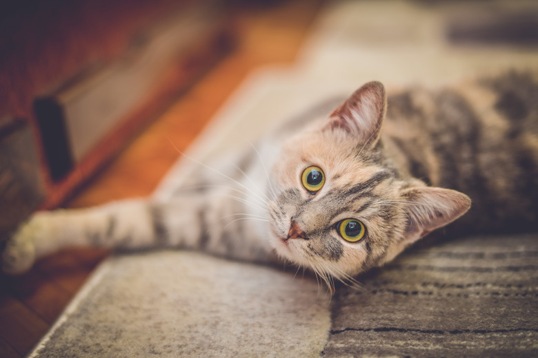 Cute little cat with green eyes