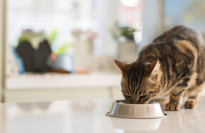 Beautiful feline cat eating on a metal bowl. Cute domestic animal.