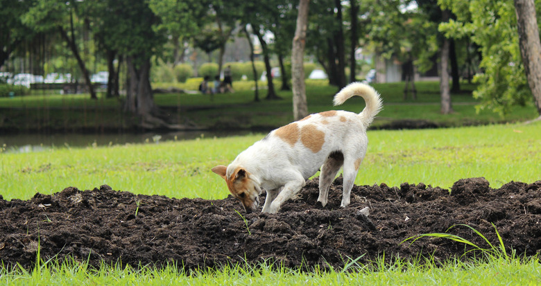 Can Cedar Chips Be Toxic To Dogs Cuteness