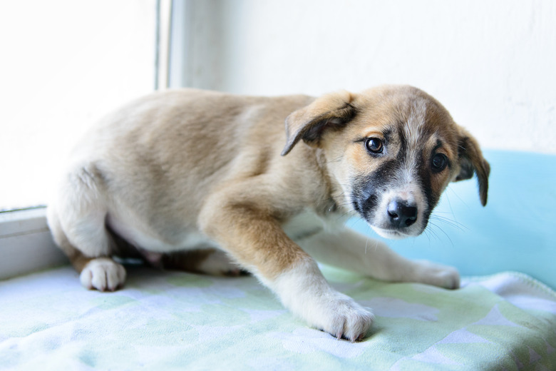 portrait little puppy