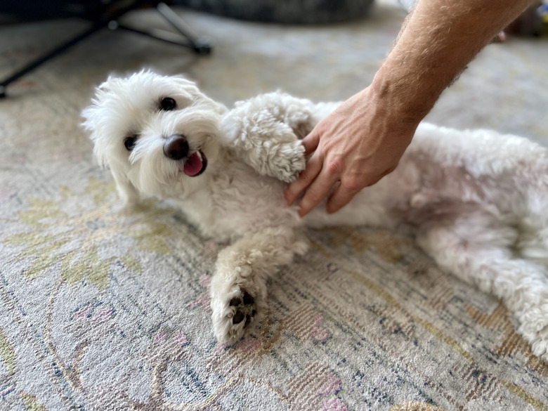 Happy dog getting a belly rub