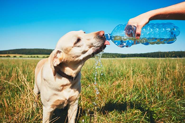 Can Dogs Drink Sparkling Water? | Cuteness