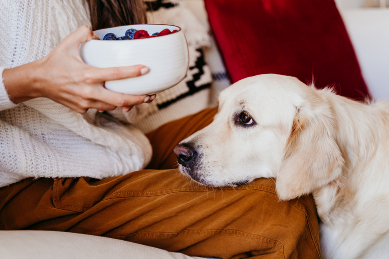 Woman holding a bowl of fruits with blueberries and raspberries at home during breakfast. Cute golden retriever dog besides. Healthy breakfast with fruits and sweets. lifestyle indoors