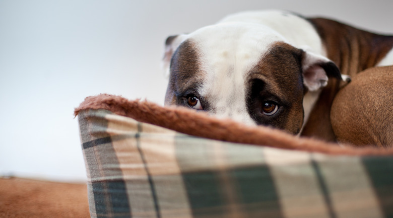 Scared Dog Sitting in Dog Bed