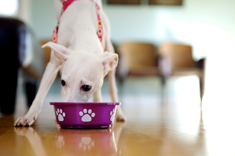 When Can Puppies Eat Dry Food When To Wean And When Puppies Start Eating Dry Puppy Food Cuteness