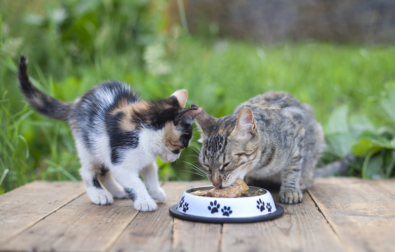 Can Cats Eat Chicken Here s How To Feed Your Cat Boneless Chicken Breast Cuteness