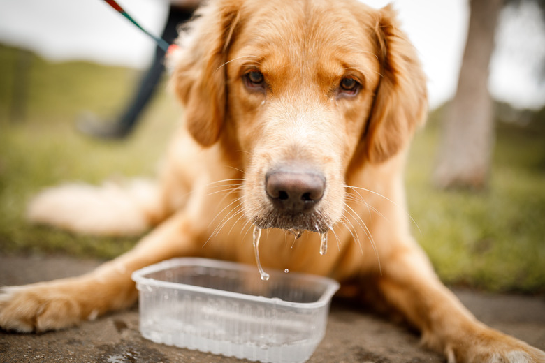 Golden retriever dog drinking water