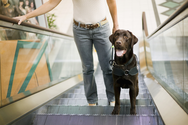 Guide Dog with Owner on Escalator