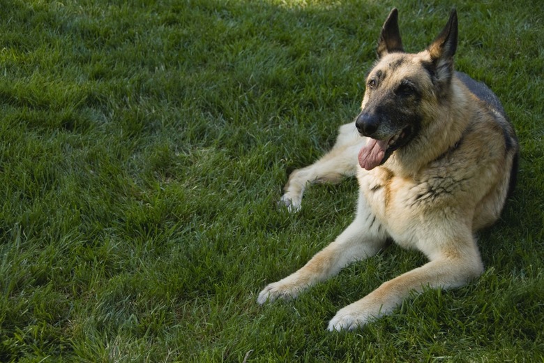 Dog lying down in grass