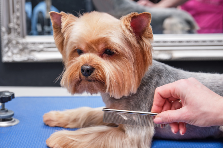 yorkshire terrier getting his hair cut at the groomer