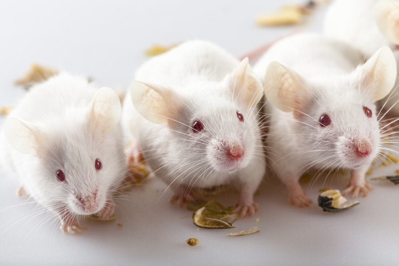 Albino mouse eating and playing