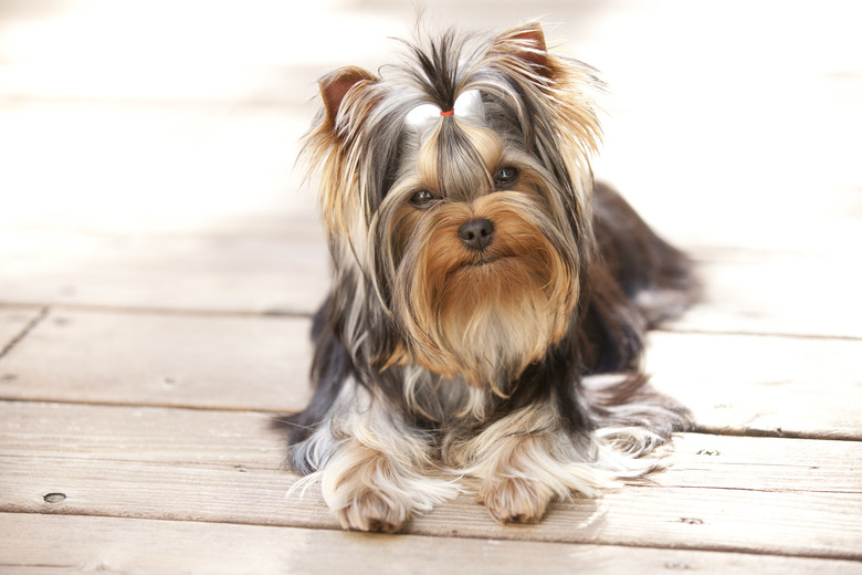 Young Yorkshire Terrier Puppy Lying on Deck Outside