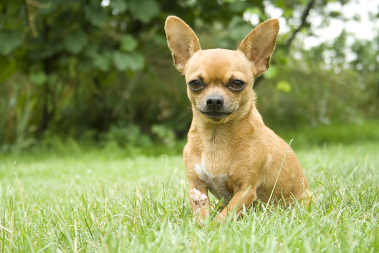 Close-up portrait of a chihuahua in the park