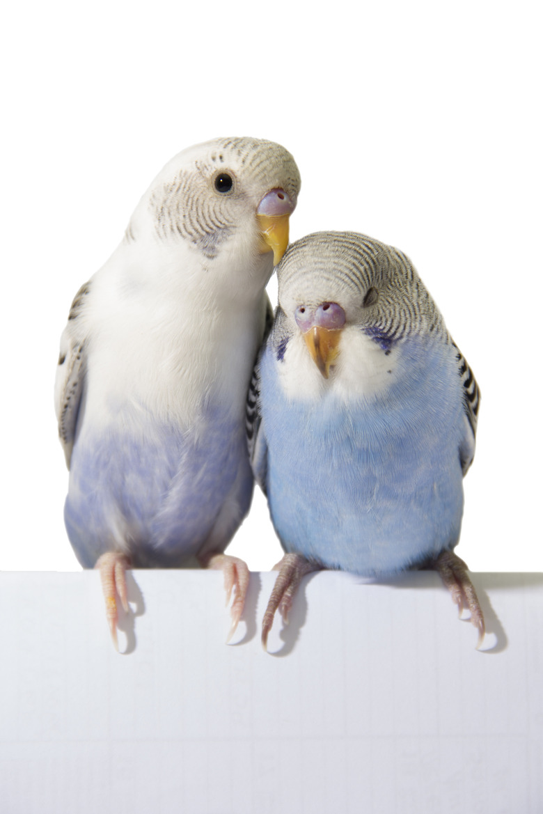 two birds are on a white background