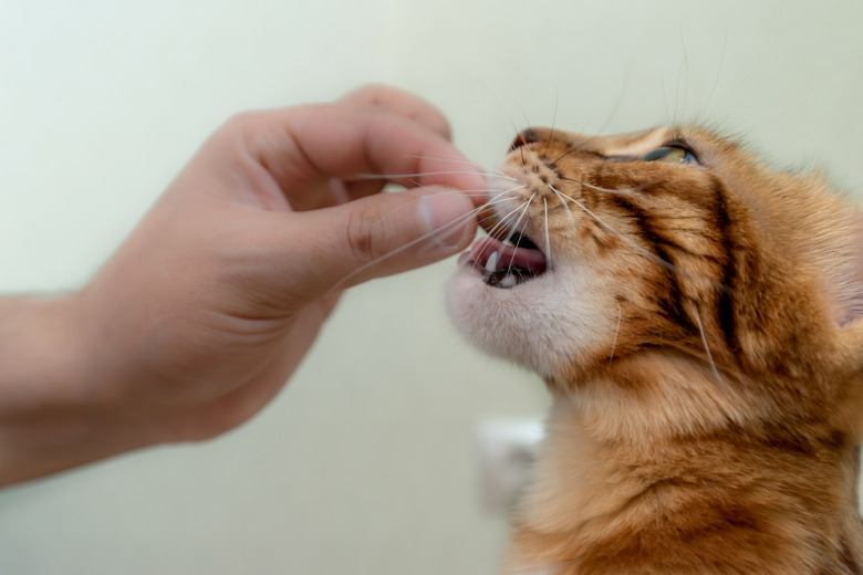 Can You Give Cat Treats To Kittens Cuteness