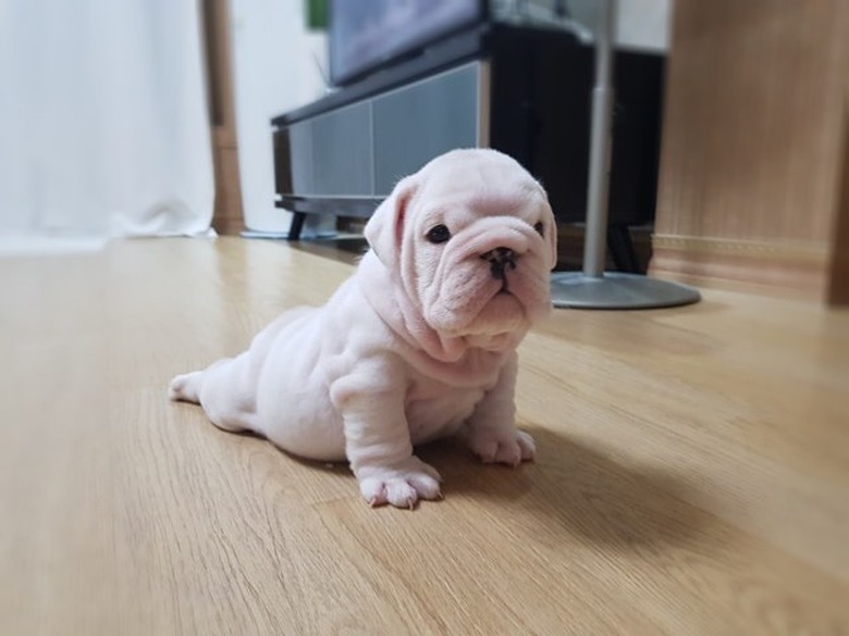 18 chubby bulldog puppies