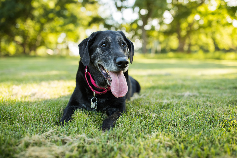 Happy Senior Labrador Retriever Outdoors