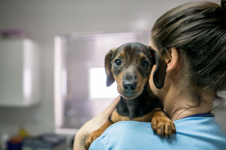 Portrait of a cute little dachshund carried by an unrecognizable woman at the veterinarian