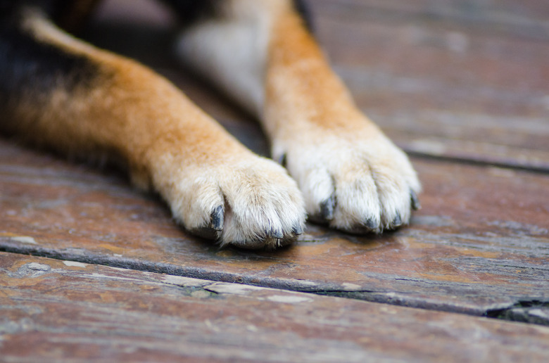 dog paws