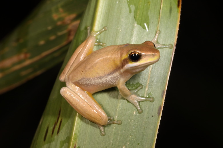 Eastern Dwarf Tree Frog. Litoria fallax 4.