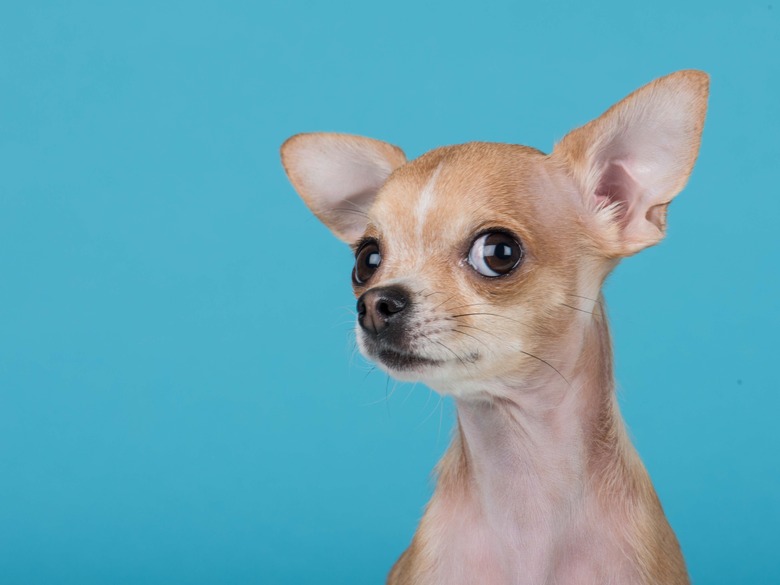 chihuahua portrait in blue