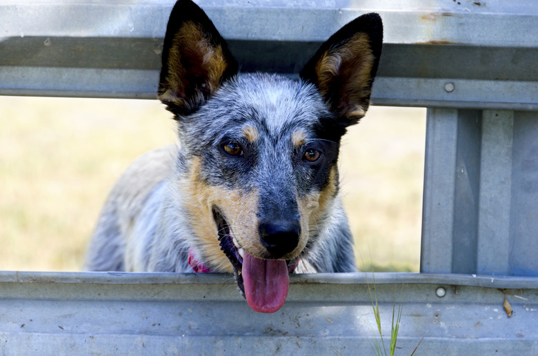 Best brush for australian cattle dog best sale