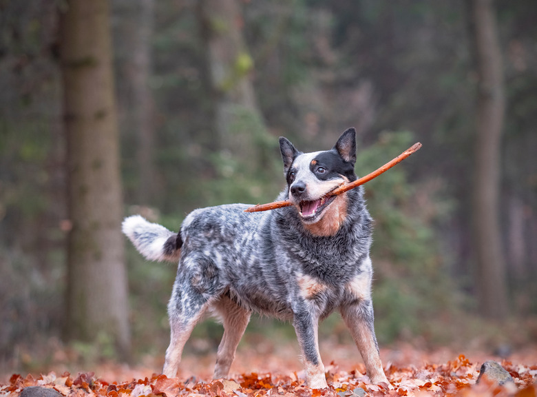 A blue heeler playing with a stick in fall leaves outside