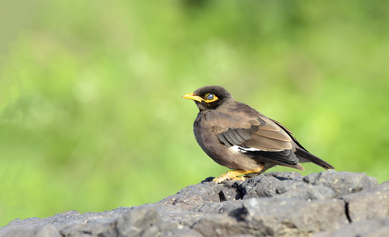 Common Myna