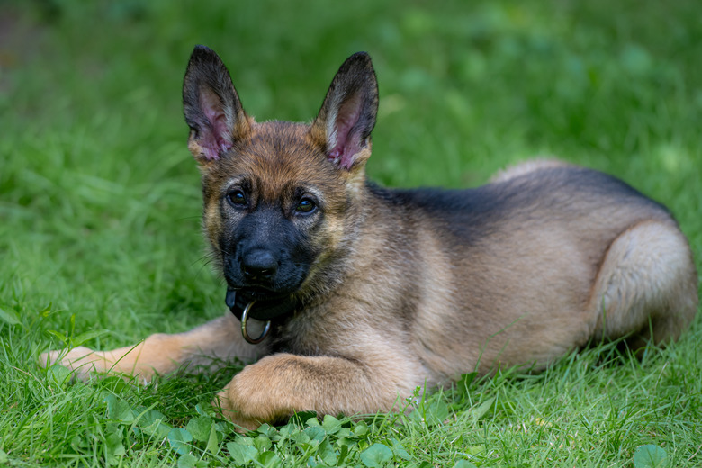 Dog portrait of an eight weeks old German Shepherd puppy laying down in green grass. Sable colered, working line breed