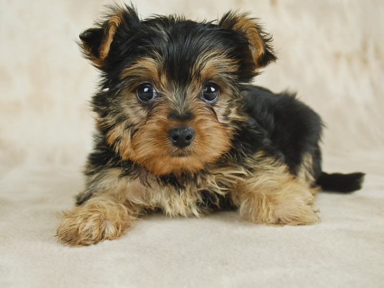 How To Take Care Of A Teacup Yorkie Puppy Cuteness