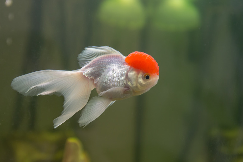 Red cap oranda goldfish