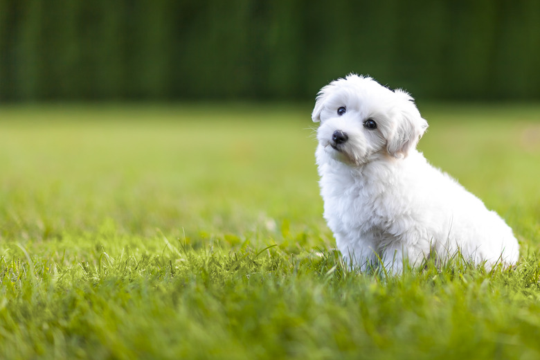 Puppy in a gras