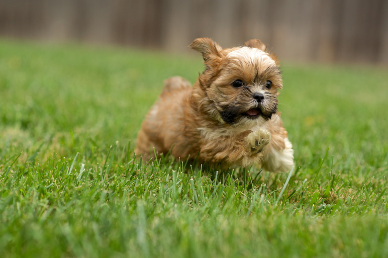 Shorkie Running in the Yard