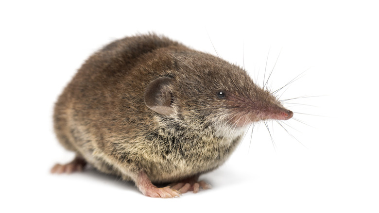 White-toothed shrew, isolated on white