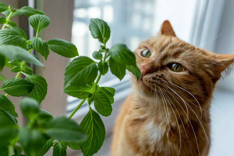 Fresh basil and cat.