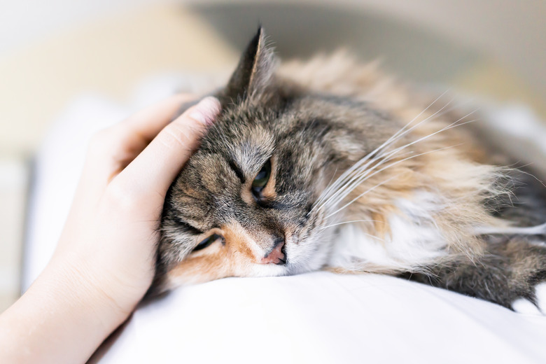 Closeup portrait of a calico Maine coon cat face lying on bed