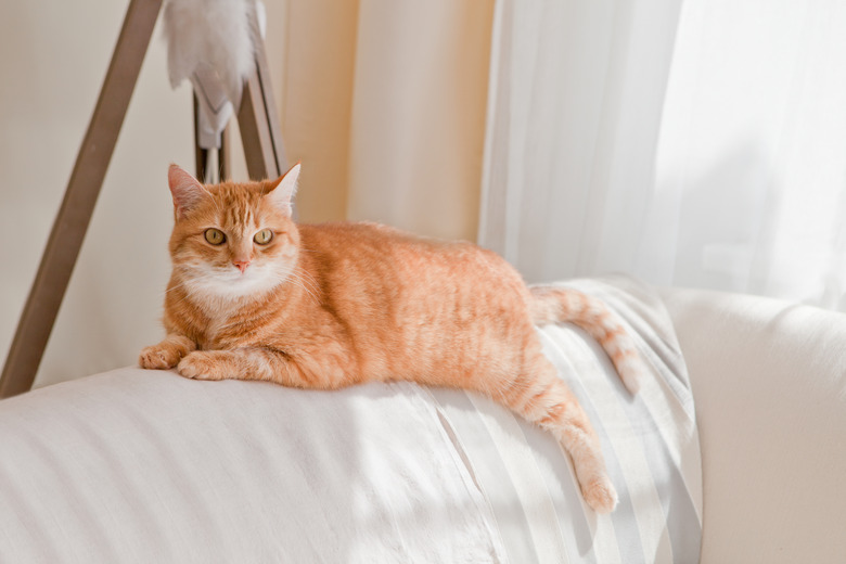 cute orange cat lying at sofa. lazy ginger tabby cat is lying on a sofa at home. sunny room