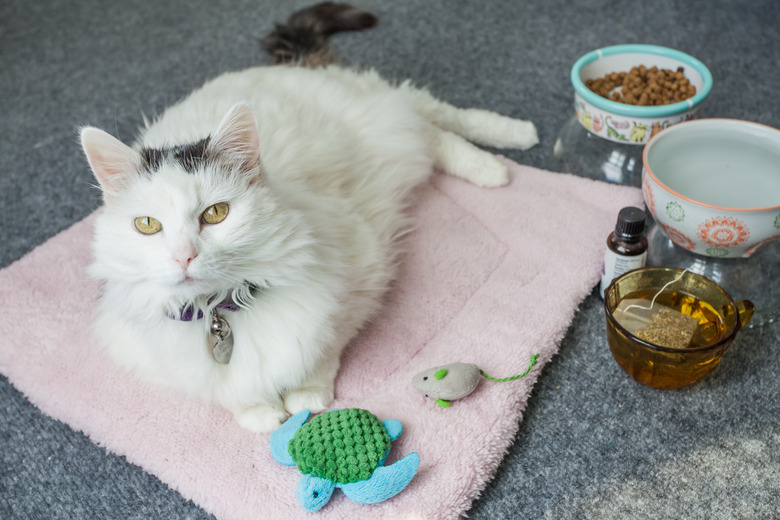 White cat laying on pink blanket