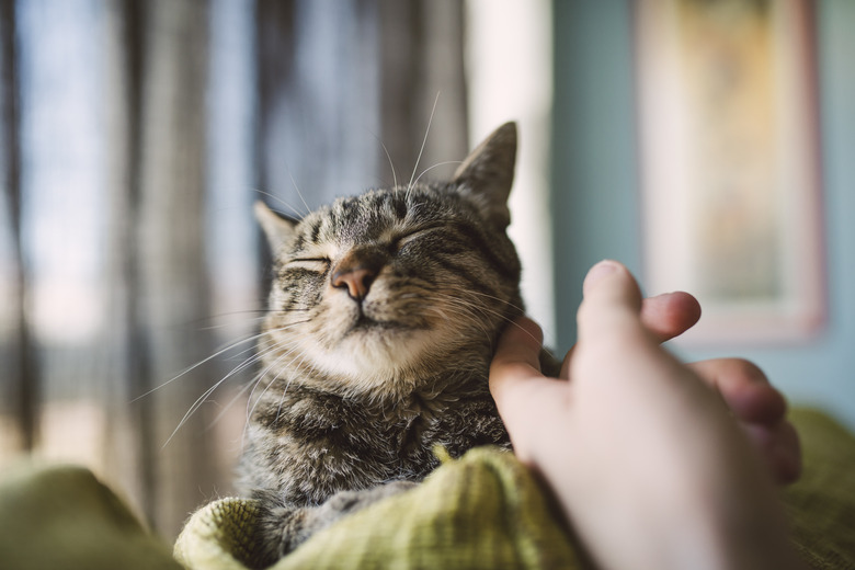 Hand of man stroking tabby cat