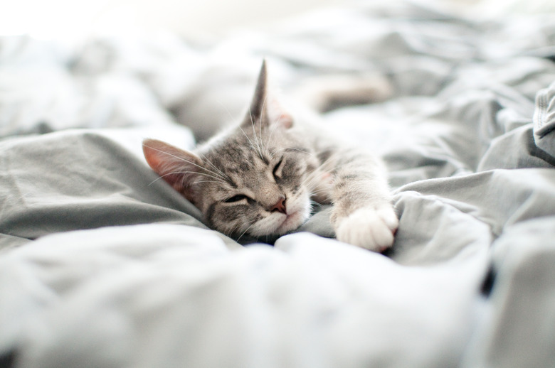 Sleepy gray kitten