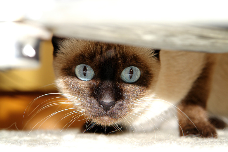 Siamese Cat