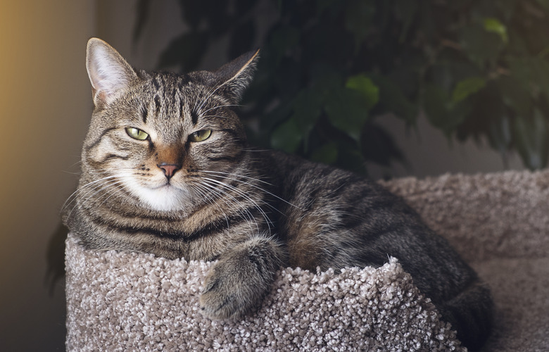 Domestic Cat Lies in a Basket with a Knitted Blanket, Looking At the Camera. Tinted Photo.