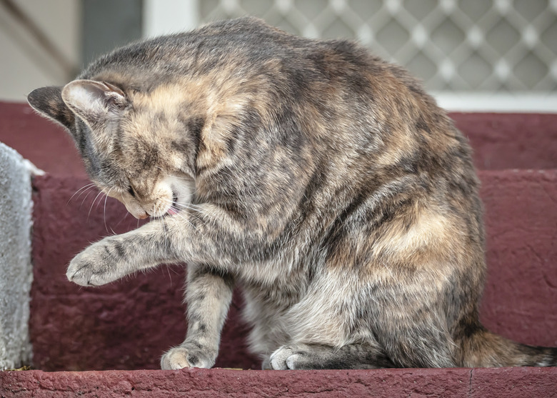 Grey and Ginger Tortoiseshell Tabby Cat Licking Herself