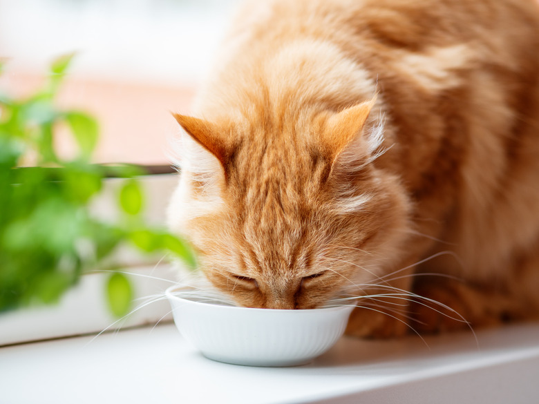 Close up photo of cute ginger cat drinking milk from white bowl. Fluffy thirsty pet on window sill.